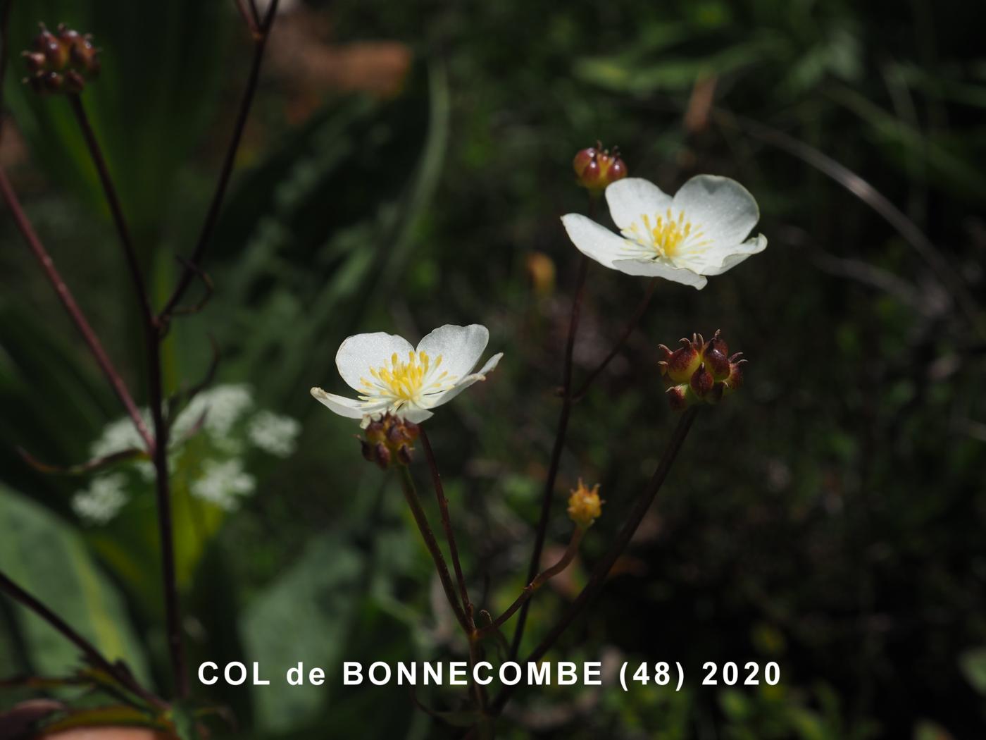 Buttercup, [Plane-leaved] flower